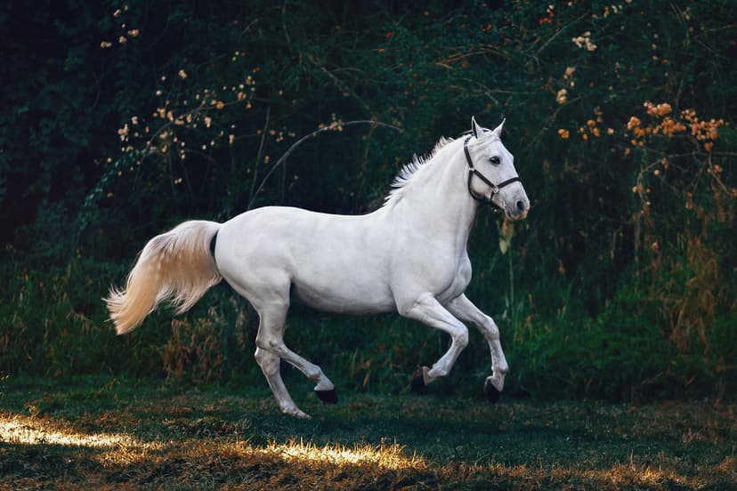 Horse, Pony and Donkey